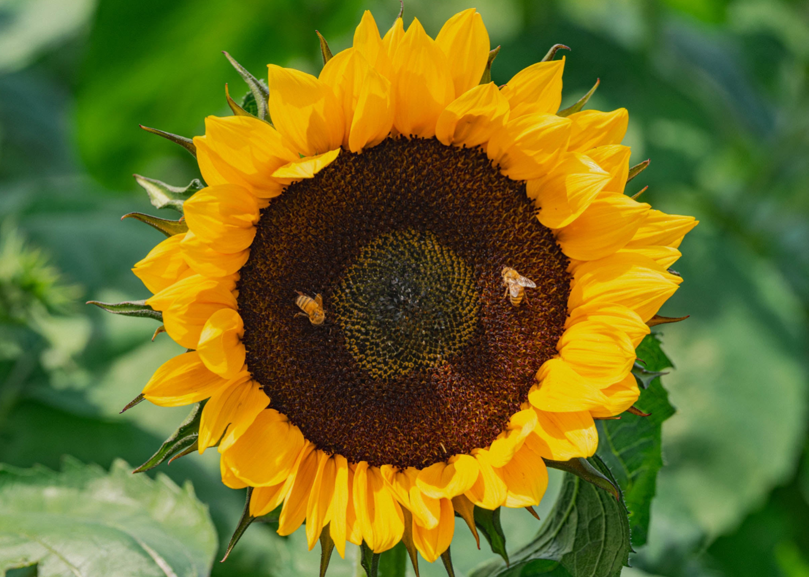When Do Sunflowers Bloom? A Grower's Guide to the Sunflower Life Cycle