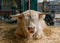 Barnyard Animal Feed