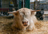 Barnyard Animal Feed
