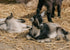 Barnyard Animal Feed