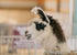Barnyard Animal Feed