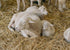 Barnyard Animal Feed