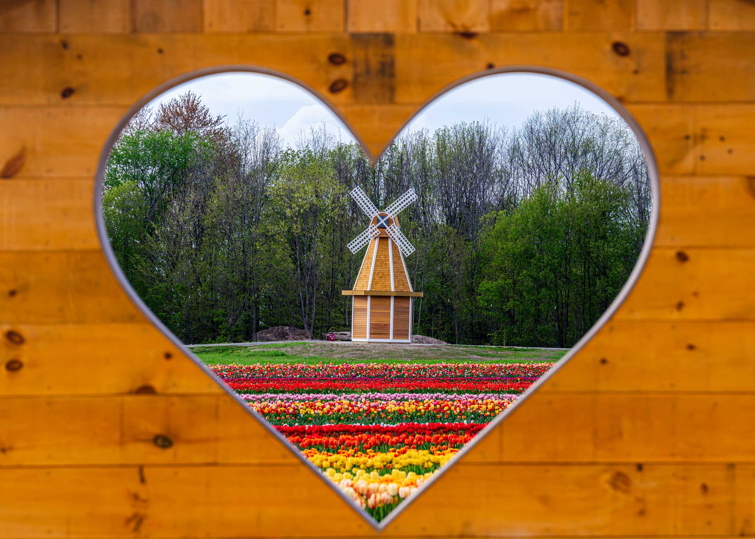 Tulip Festival | Spring Fun near Scranton, PA – Lakeland Orchard