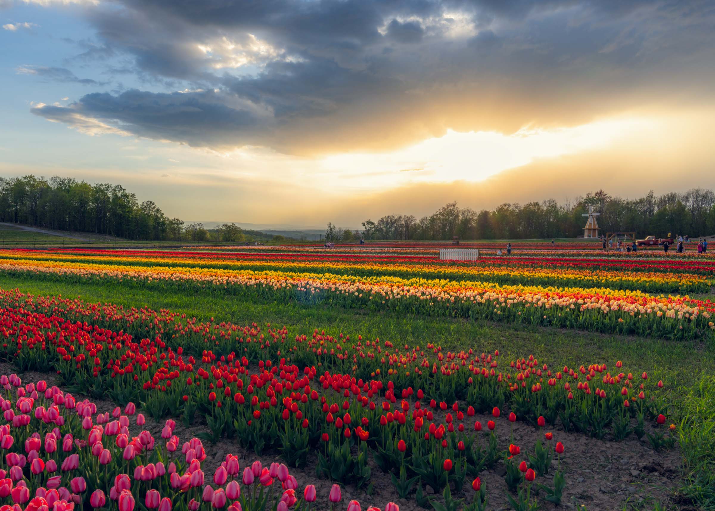 Tulip Festival | Spring Fun near Scranton, PA – Lakeland Orchard