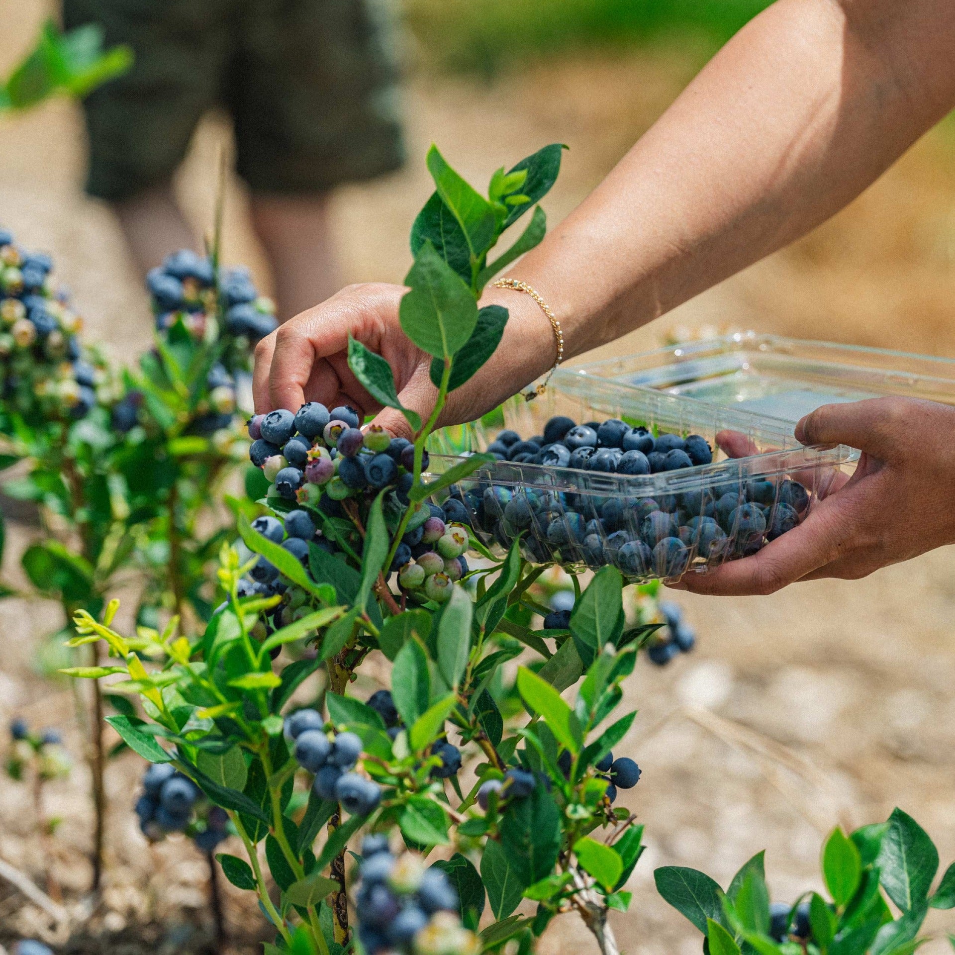 blueberry-picking-2024-3-1x1_3w1p.jpg