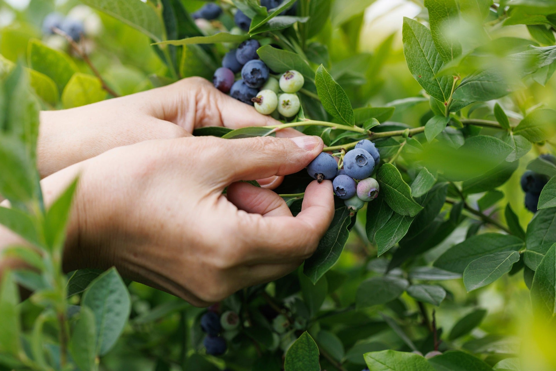 pyo-blueberry-1-16x9_ZDyX.jpg