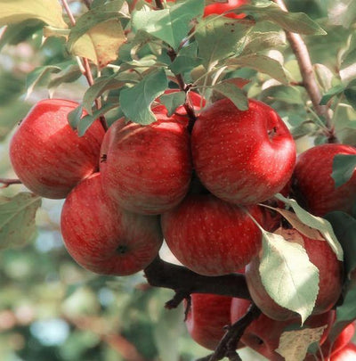 Apple Festival - Lakeland Orchard